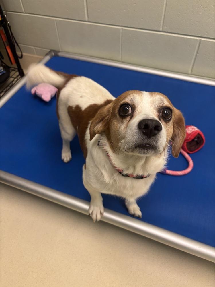 Chuck, a Adoptable mixed breed in Kalamazoo, MI image 4/4