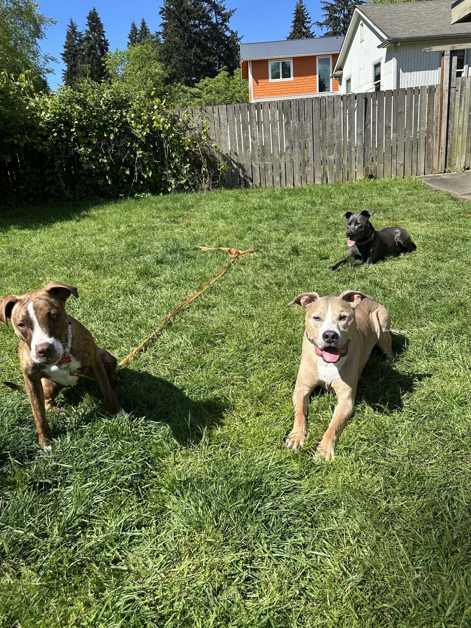 Enlarge Kiki, a Adoptable mixed breed in Bothell, WA image 1/3
