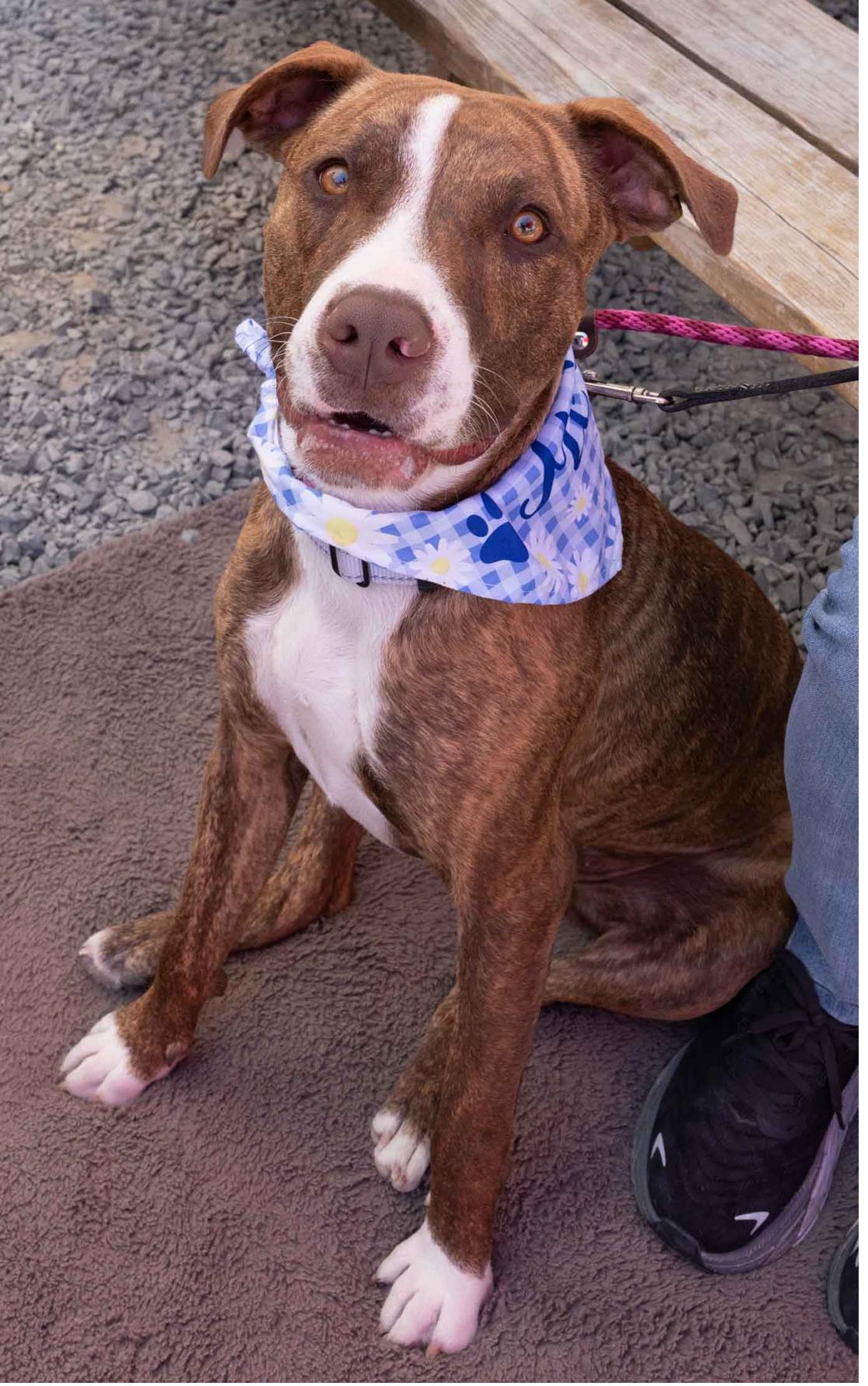 Enlarge Kiki, a Adoptable mixed breed in Bothell, WA image 2/3
