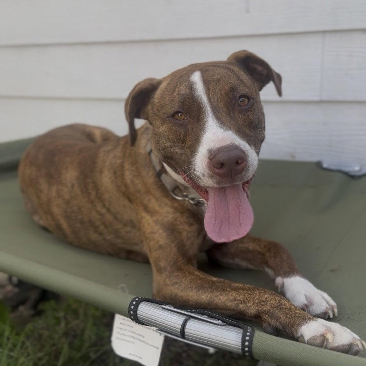 Kiki, Adoptable, Young Female American Staffordshire Terrier & Pit Bull Terrier.