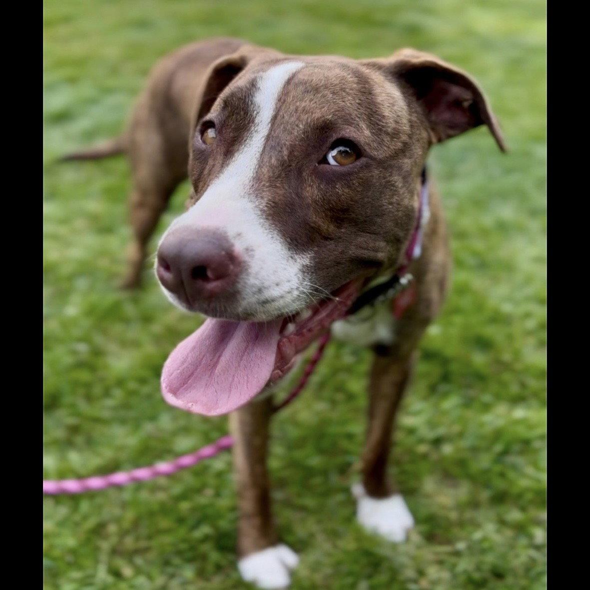 Enlarge Kiki, a Adoptable mixed breed in Bothell, WA image 3/3
