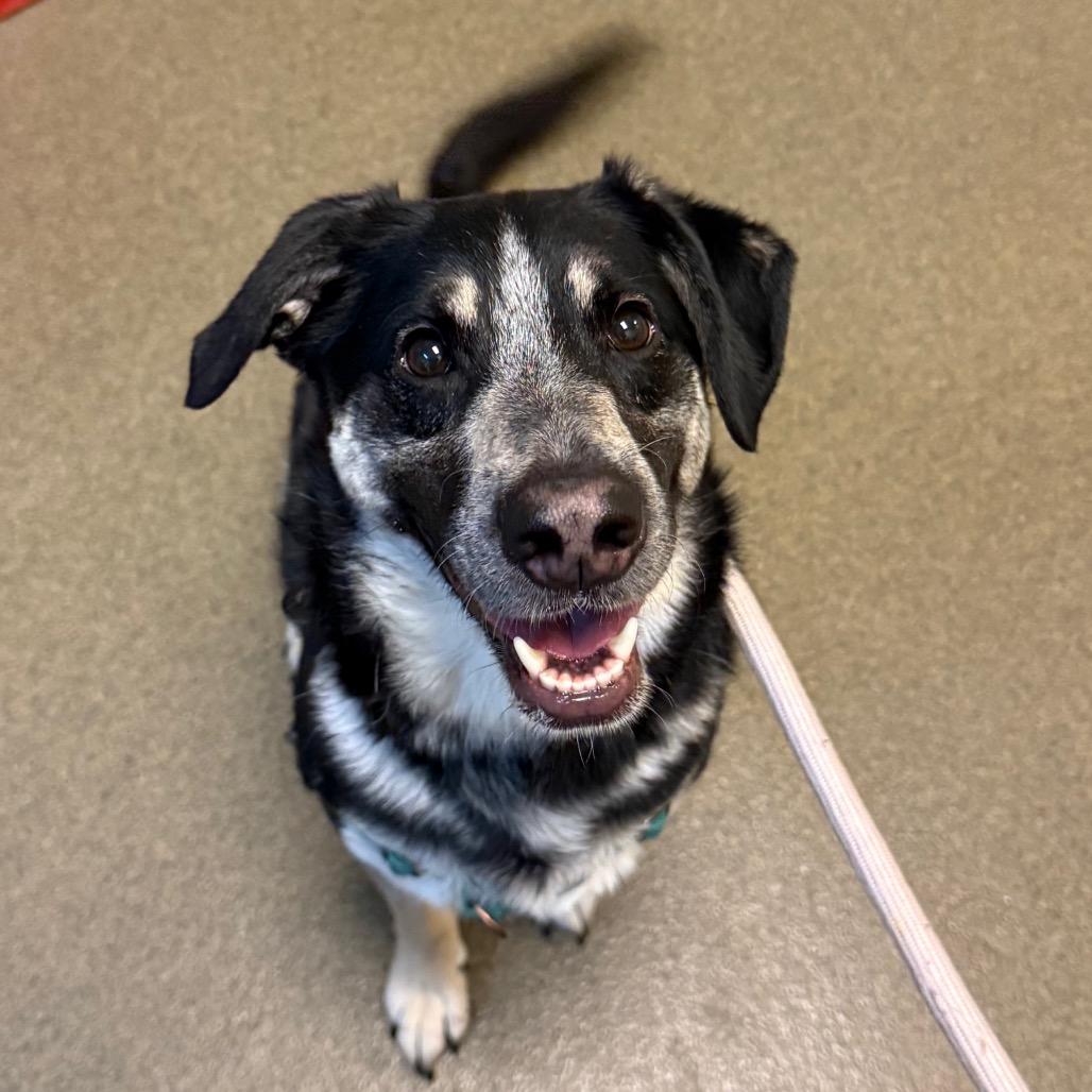 Lexi, Adoptable, Adult Female German Shepherd Dog & Australian Cattle Dog / Blue Heeler.