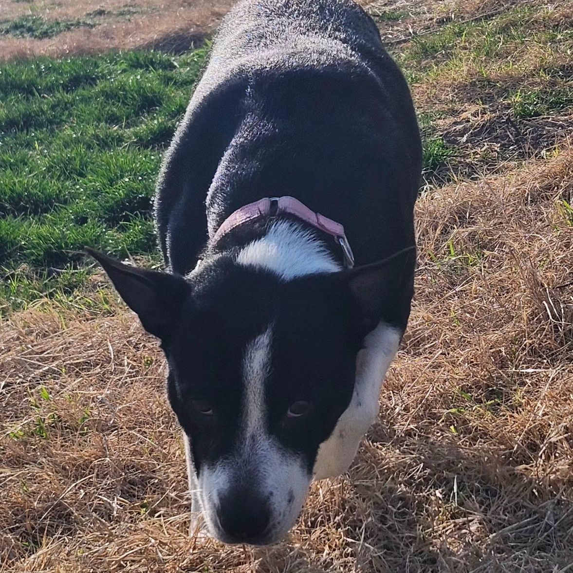 MADDEN, Adoptable, Senior Female Boston Terrier & Pit Bull Terrier.