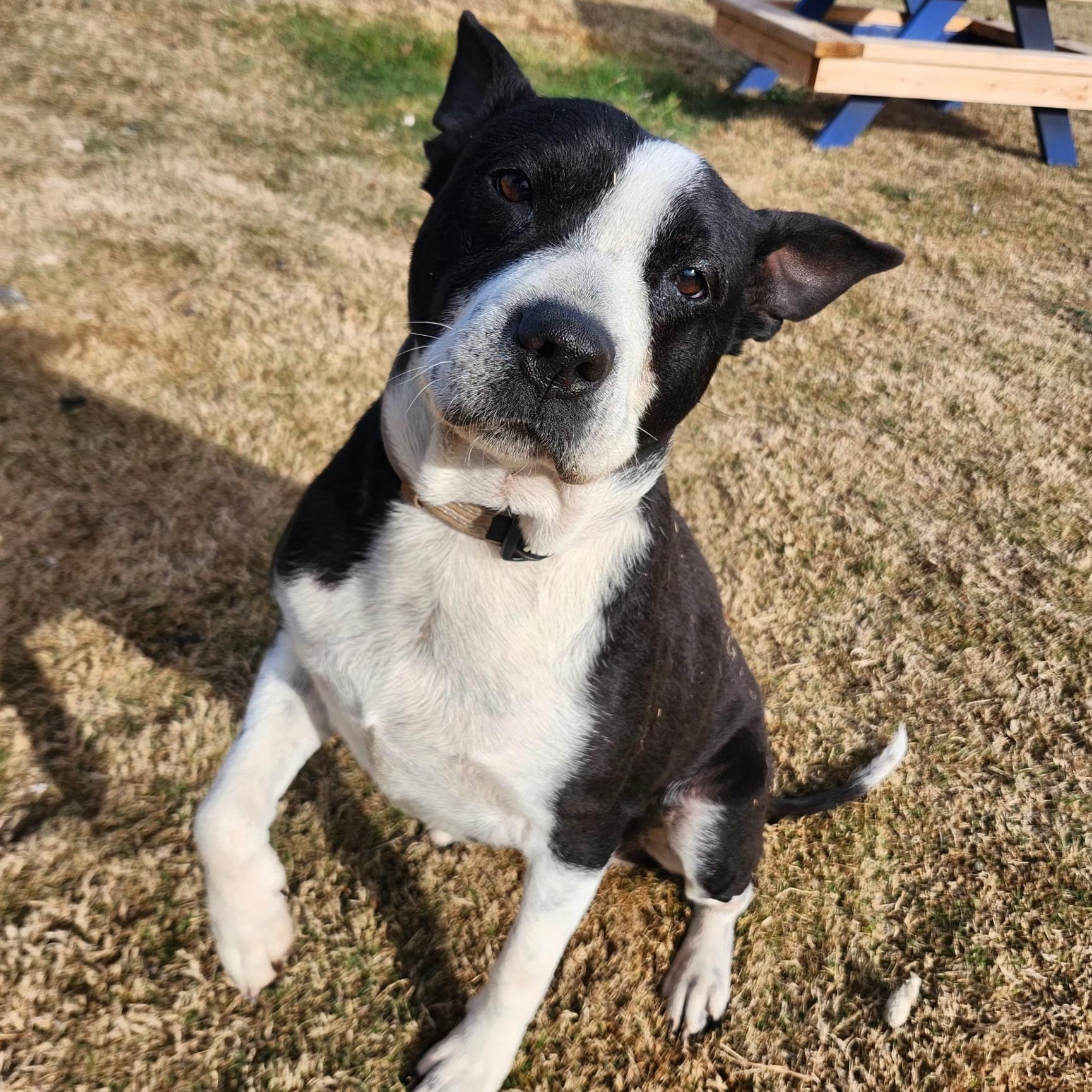 MADDEN, Adoptable, Senior Female Boston Terrier & Pit Bull Terrier.