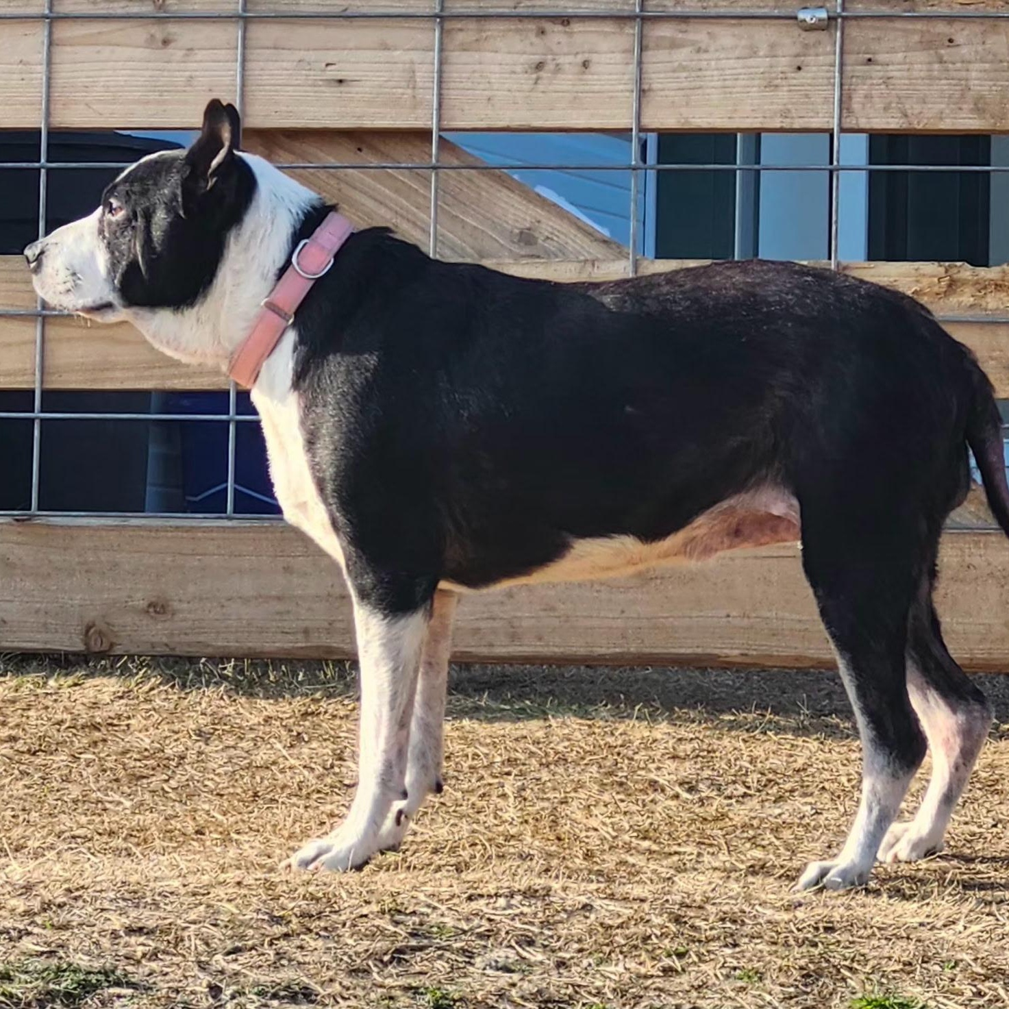 MADDEN, a Adoptable mixed breed in Weatherford, TX image 2/5