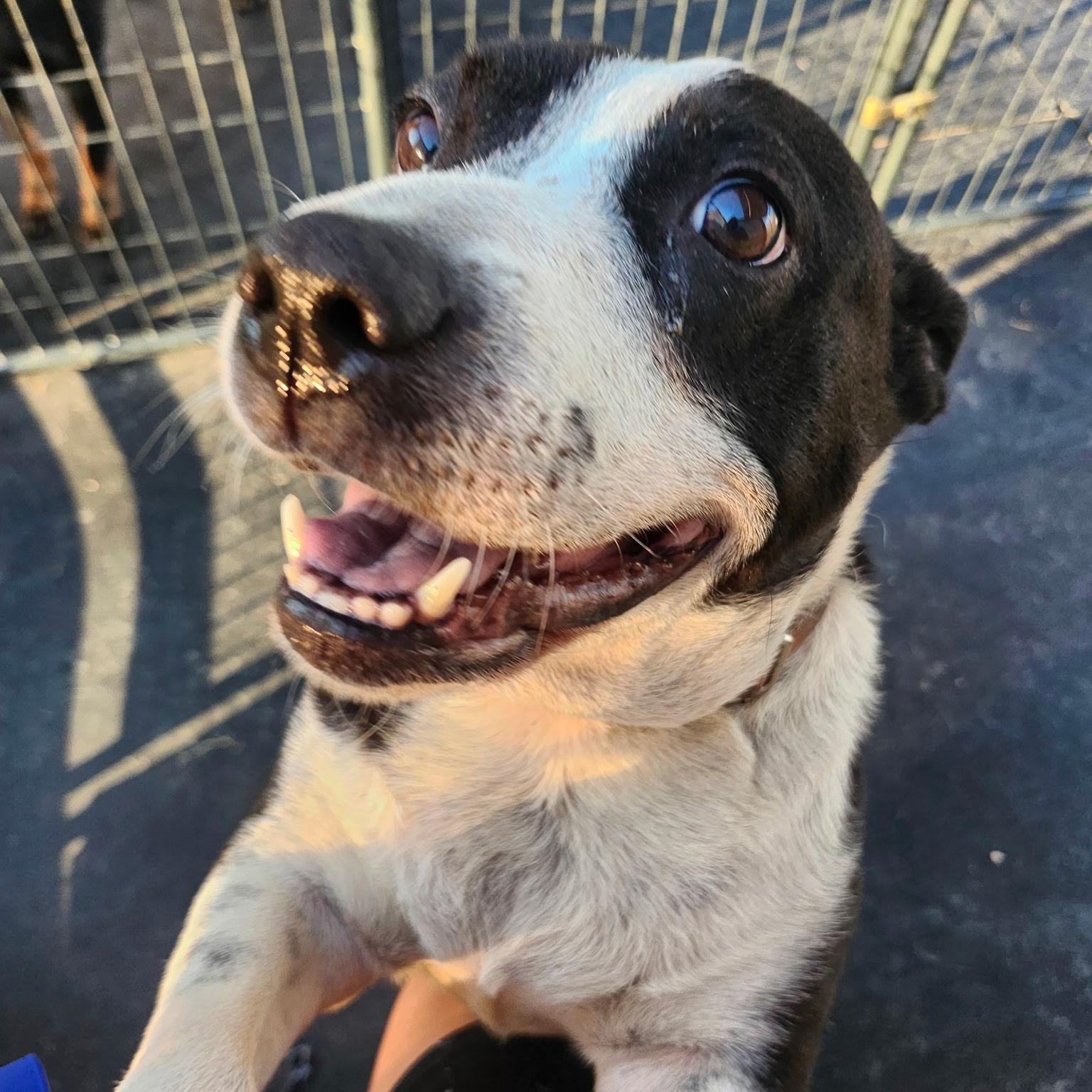 MADDEN, a Adoptable mixed breed in Weatherford, TX image 3/5