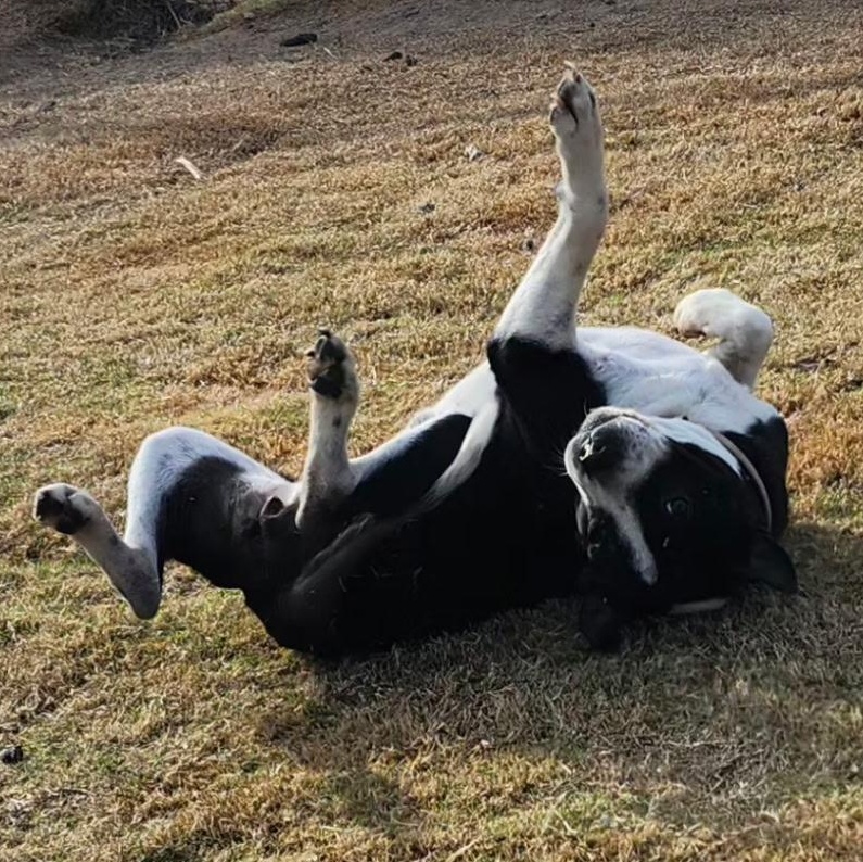 Enlarge MADDEN, a Adoptable mixed breed in Weatherford, TX image 3/6
