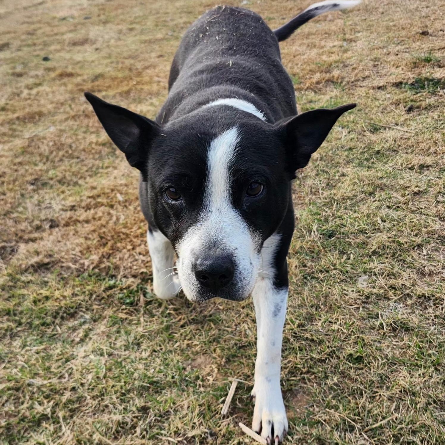 Enlarge MADDEN, a Adoptable mixed breed in Weatherford, TX image 2/6