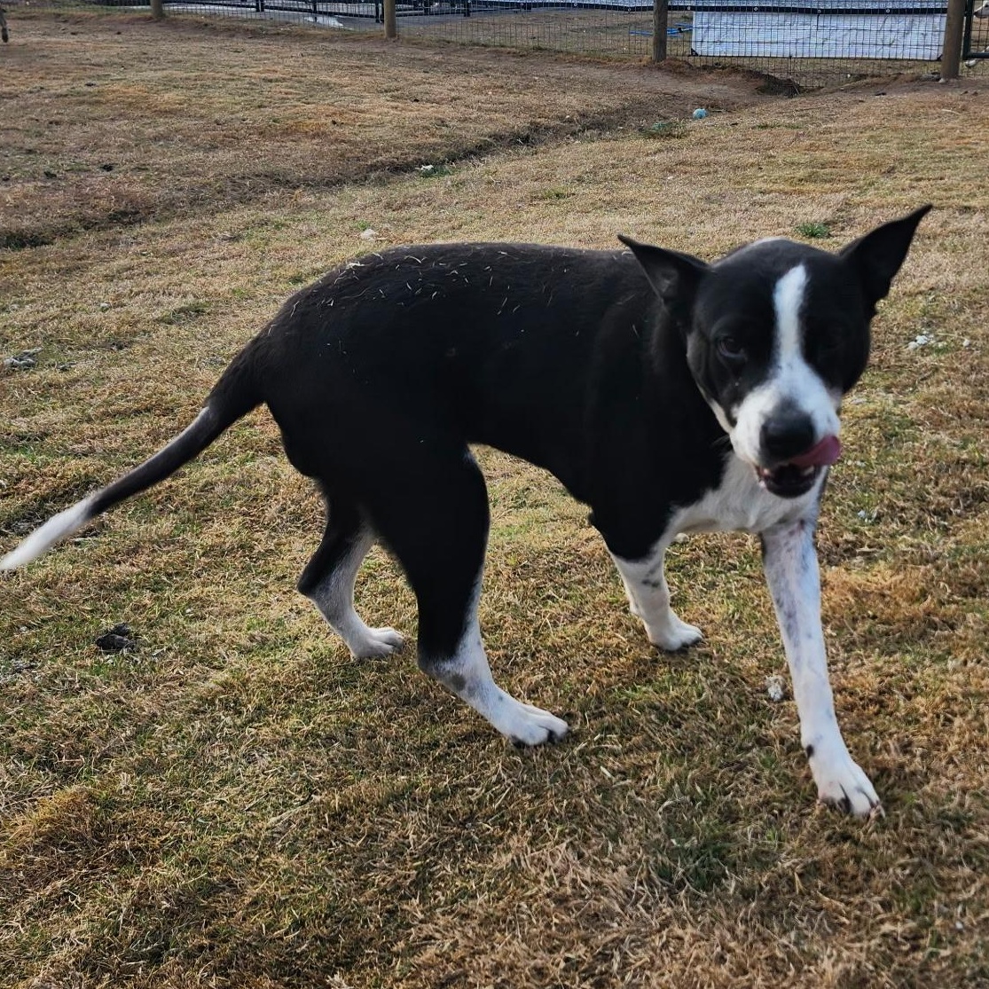 Enlarge MADDEN, a Adoptable mixed breed in Weatherford, TX image 4/6