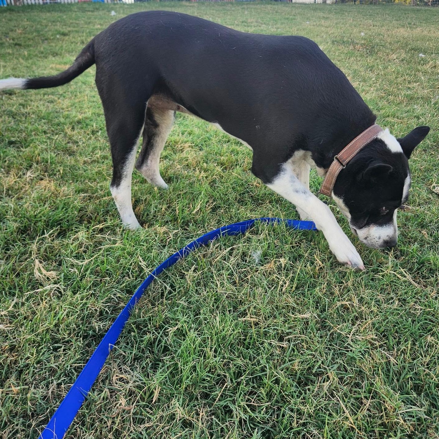 MADDEN, a Adoptable mixed breed in Weatherford, TX image 4/5