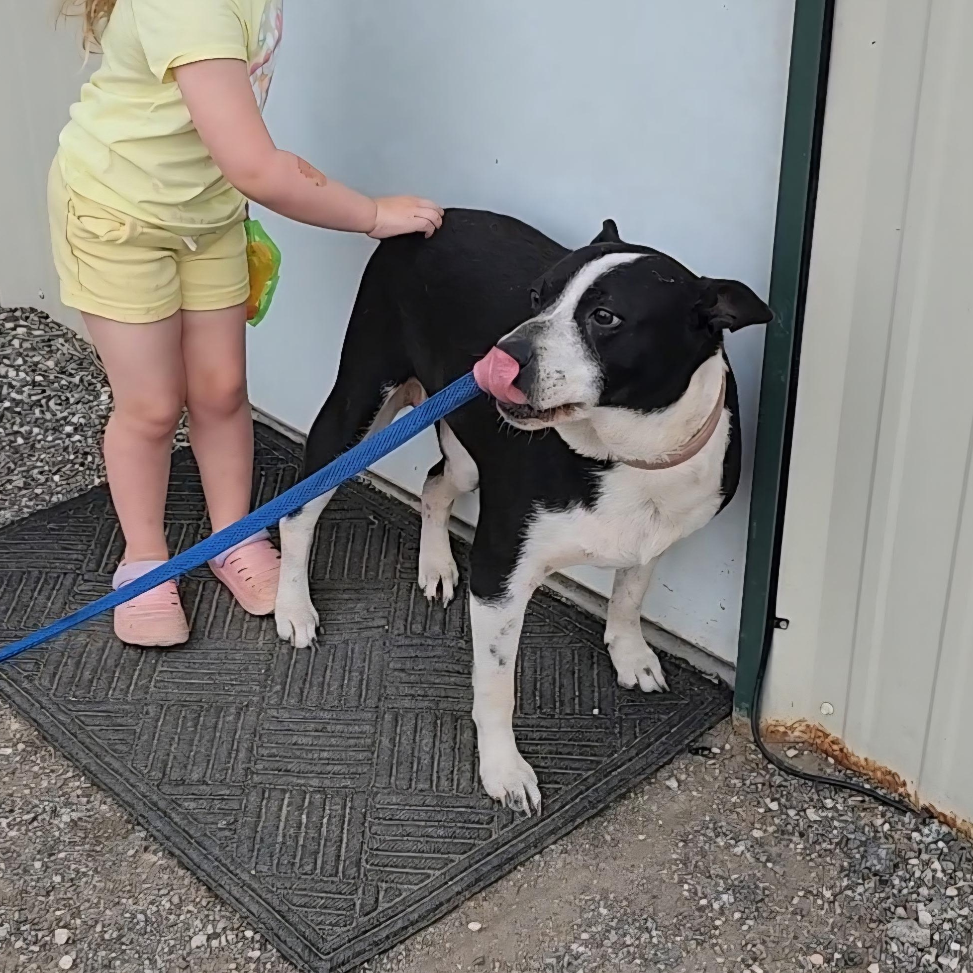 MADDEN, a Adoptable mixed breed in Weatherford, TX image 5/5