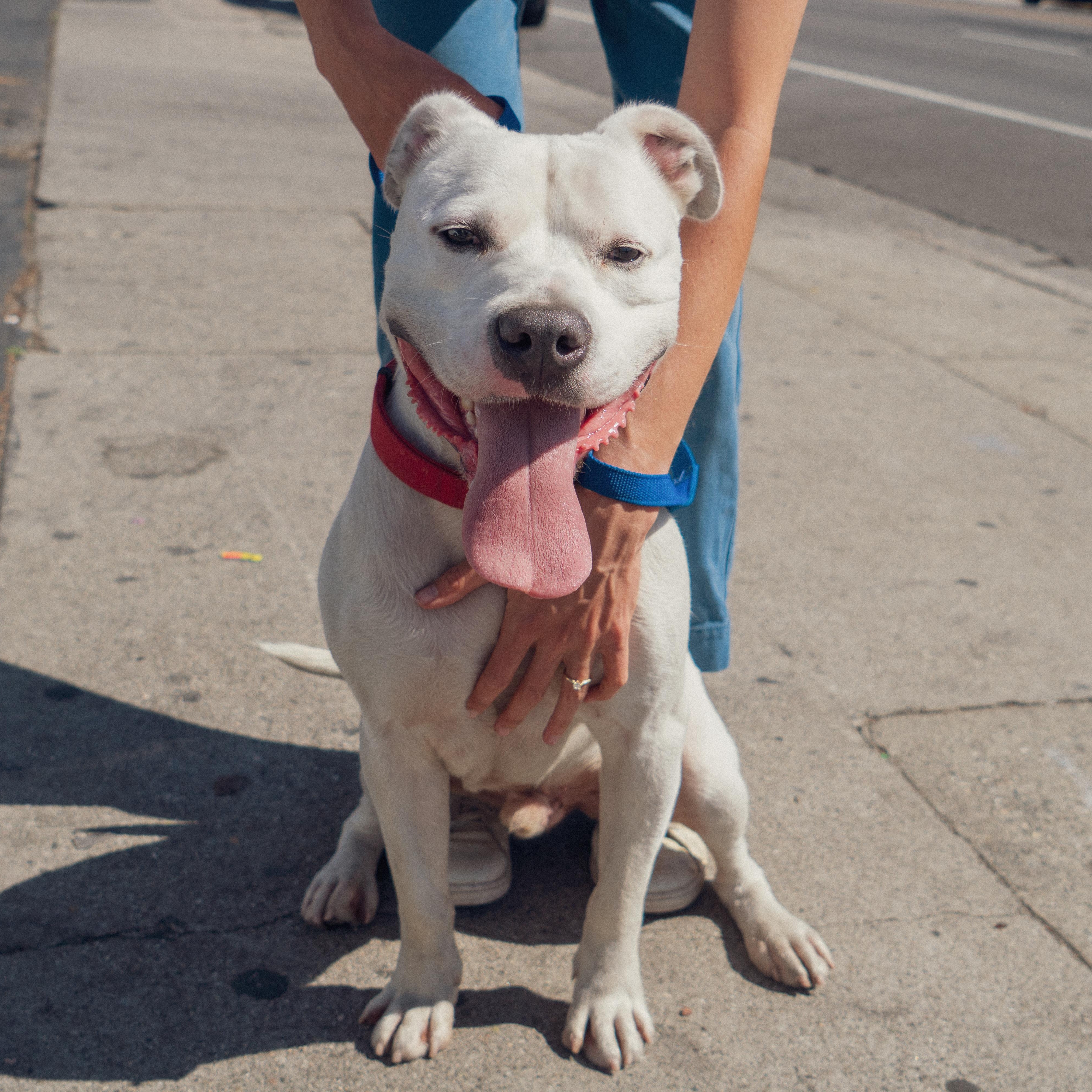 Bugsy, a Adoptable mixed breed in Santa Monica, CA image 1/6