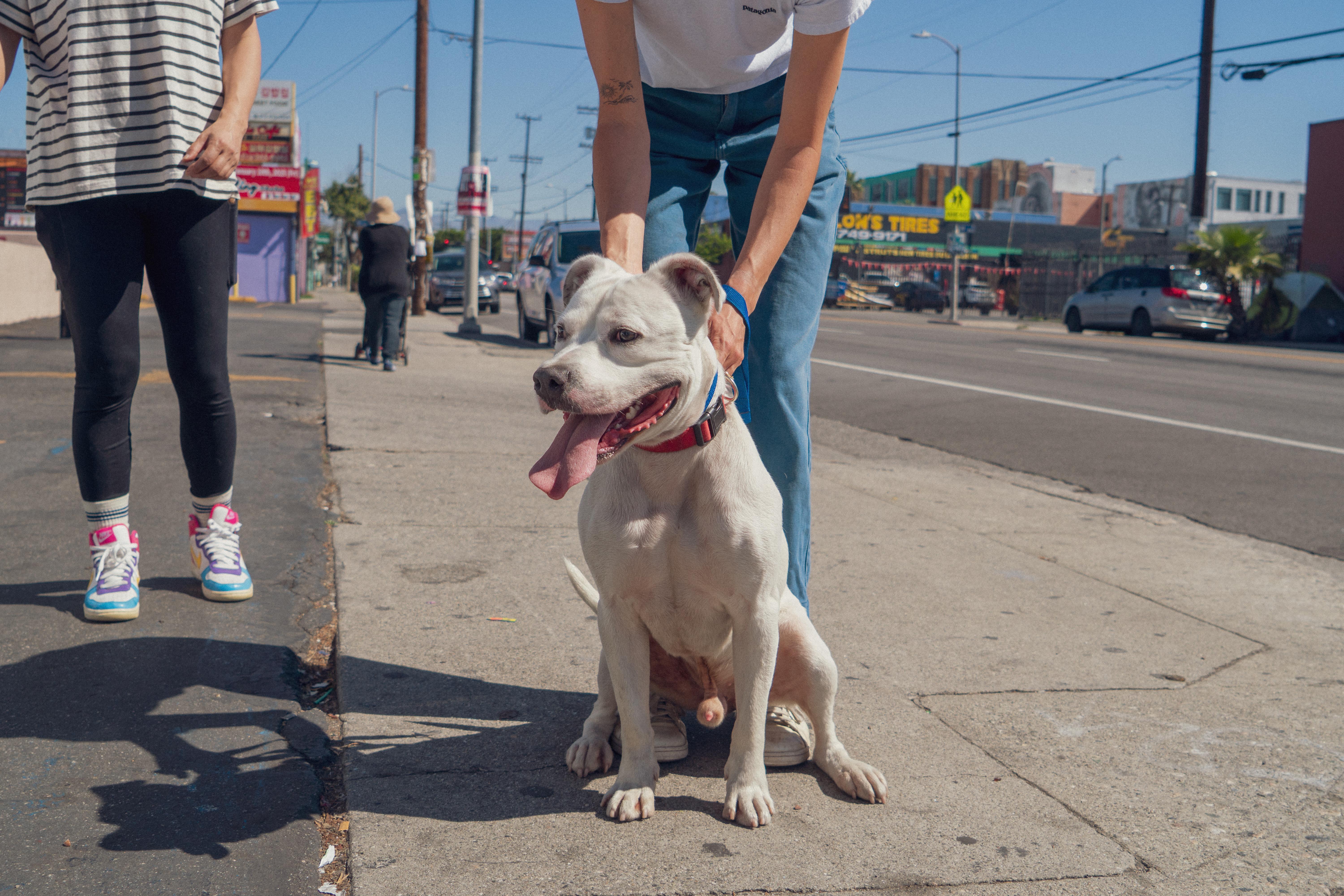 Bugsy, a Adoptable mixed breed in Santa Monica, CA image 5/6