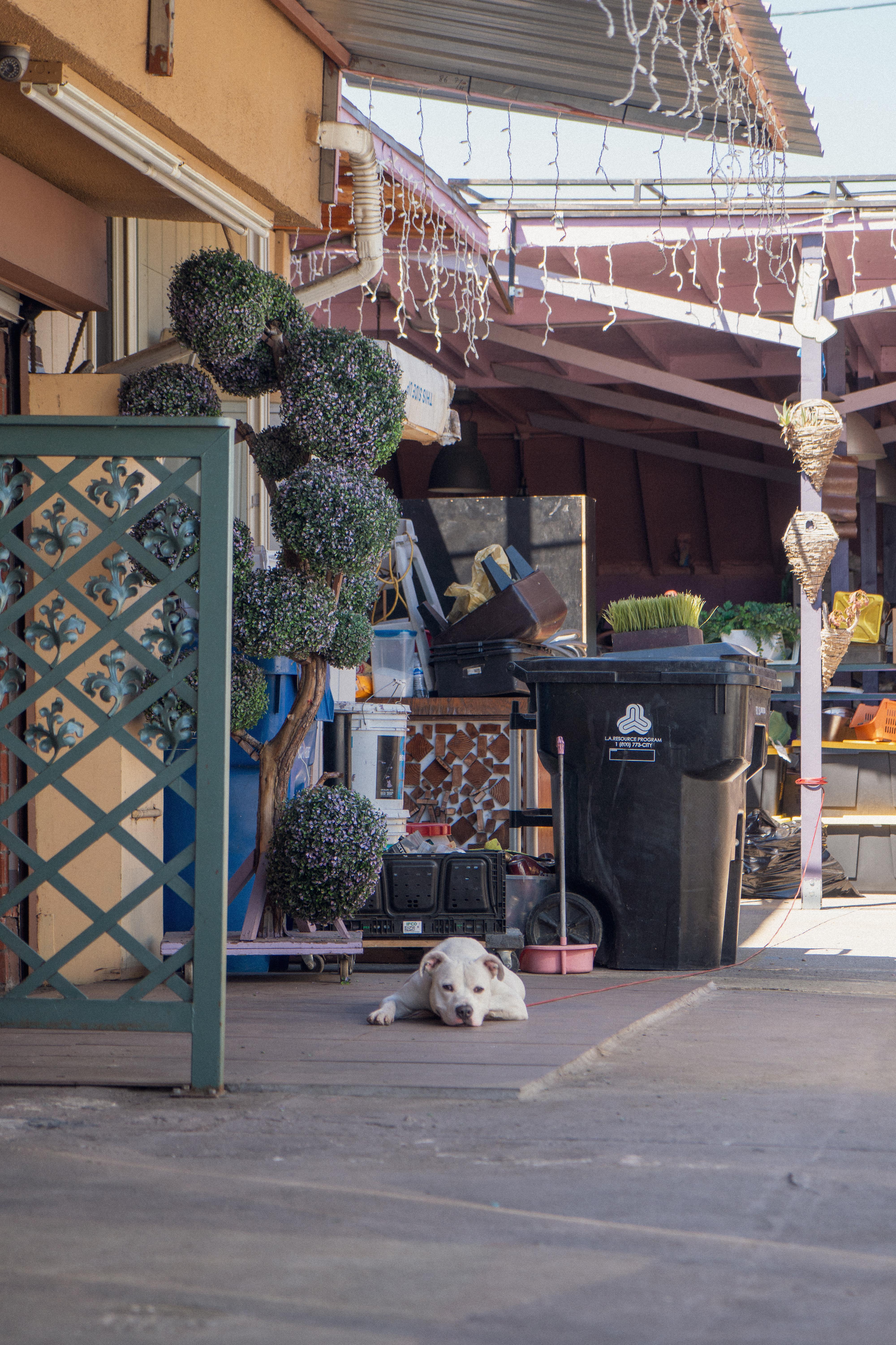 Bugsy, a Adoptable mixed breed in Santa Monica, CA image 3/6