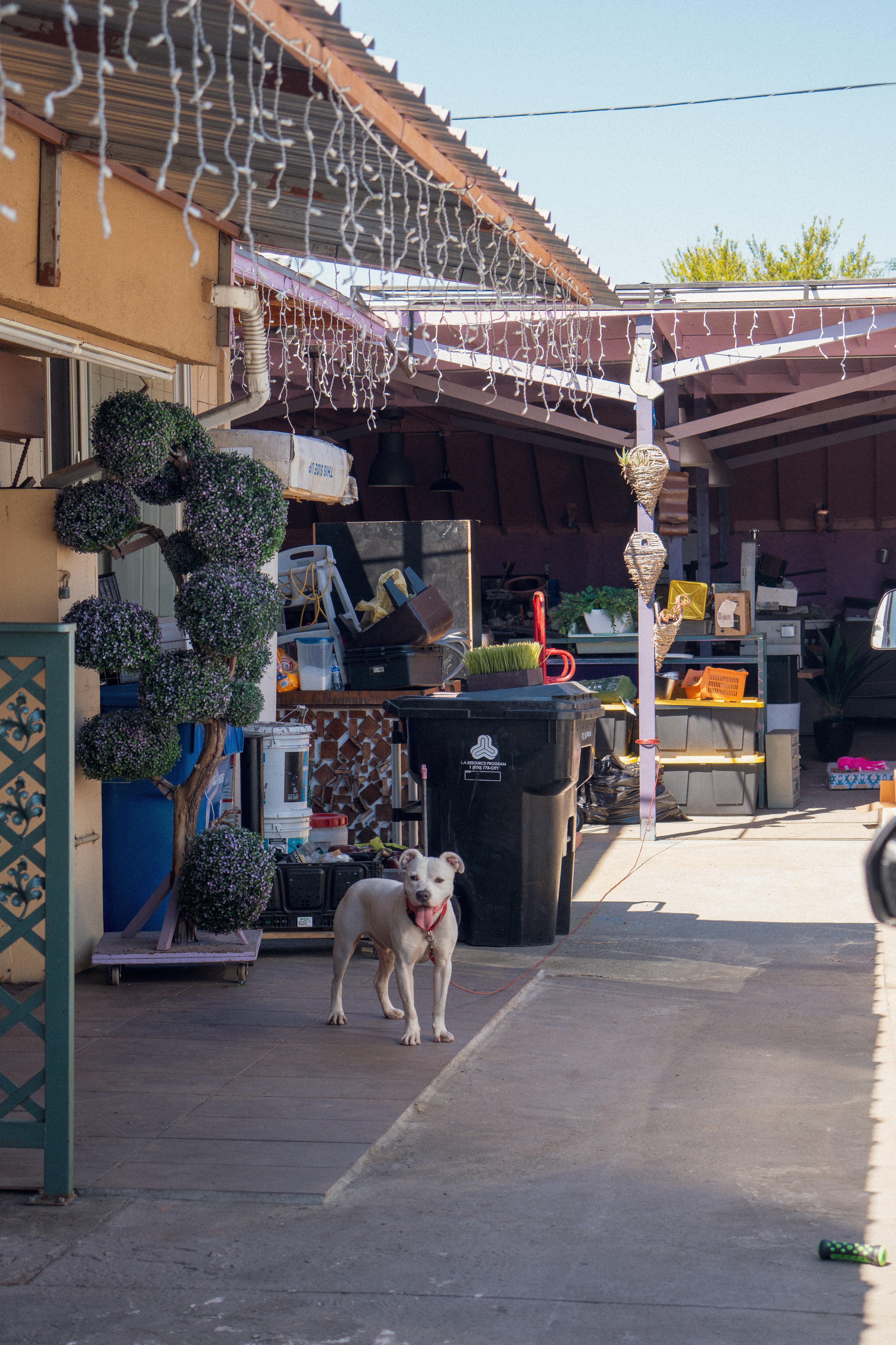 Bugsy, a Adoptable mixed breed in Santa Monica, CA image 6/6
