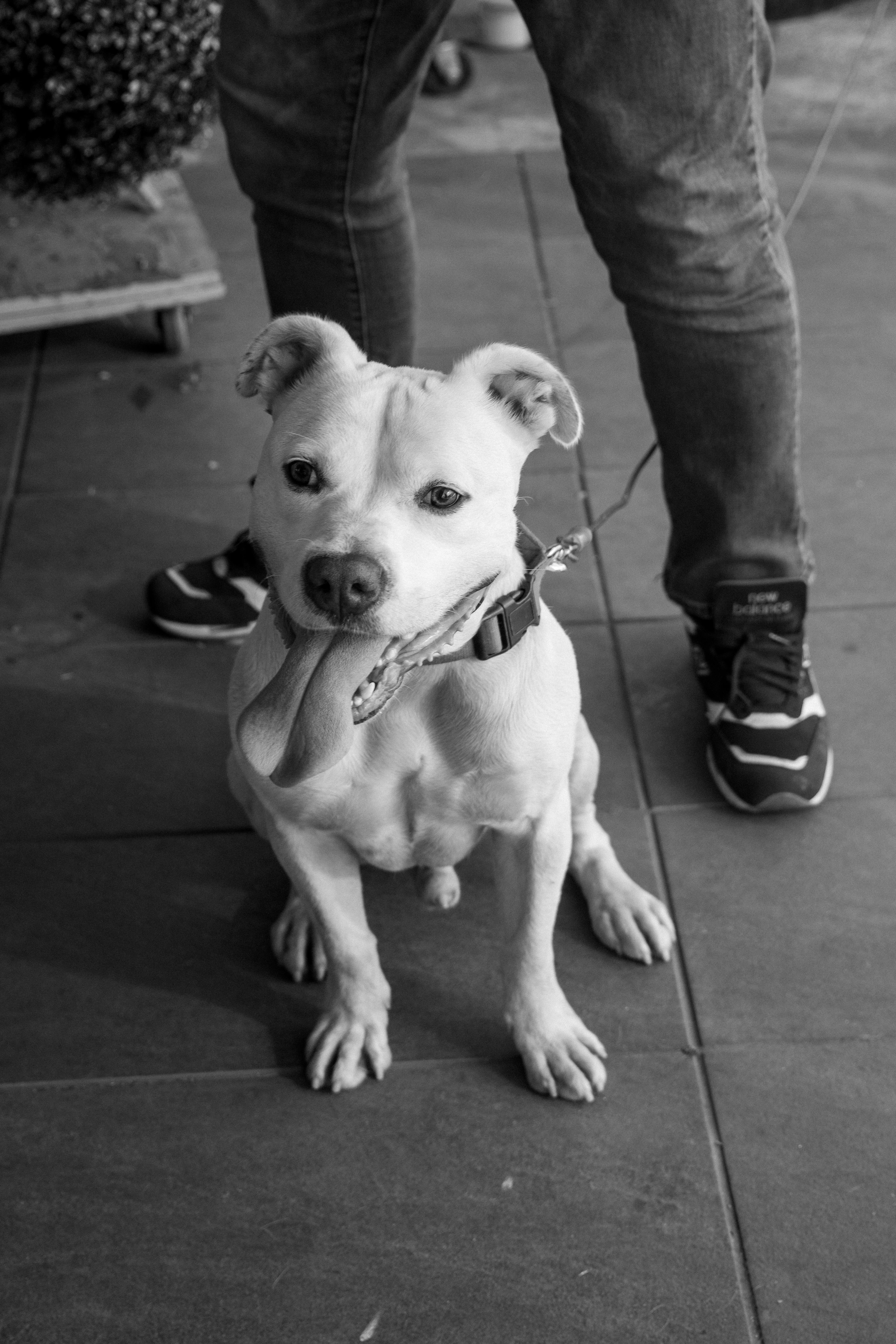 Bugsy, a Adoptable mixed breed in Santa Monica, CA image 4/6