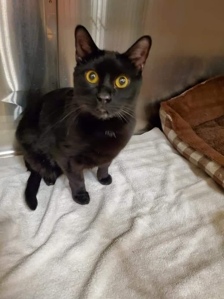 Enlarge Asher, a Adoptable mixed breed in Henderson, NV image 1/1