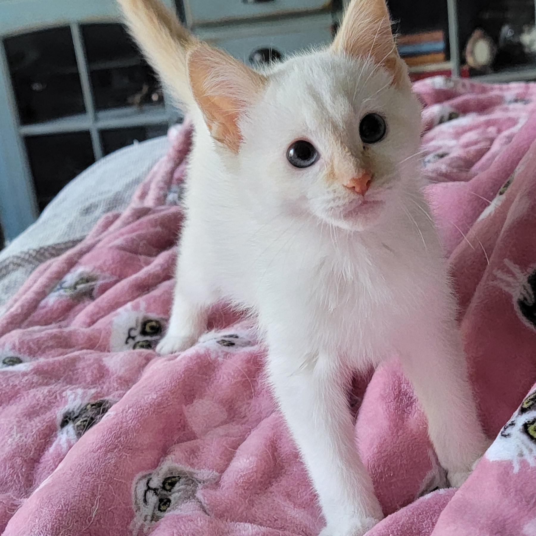 Enzo Adopted 10.16.25 5