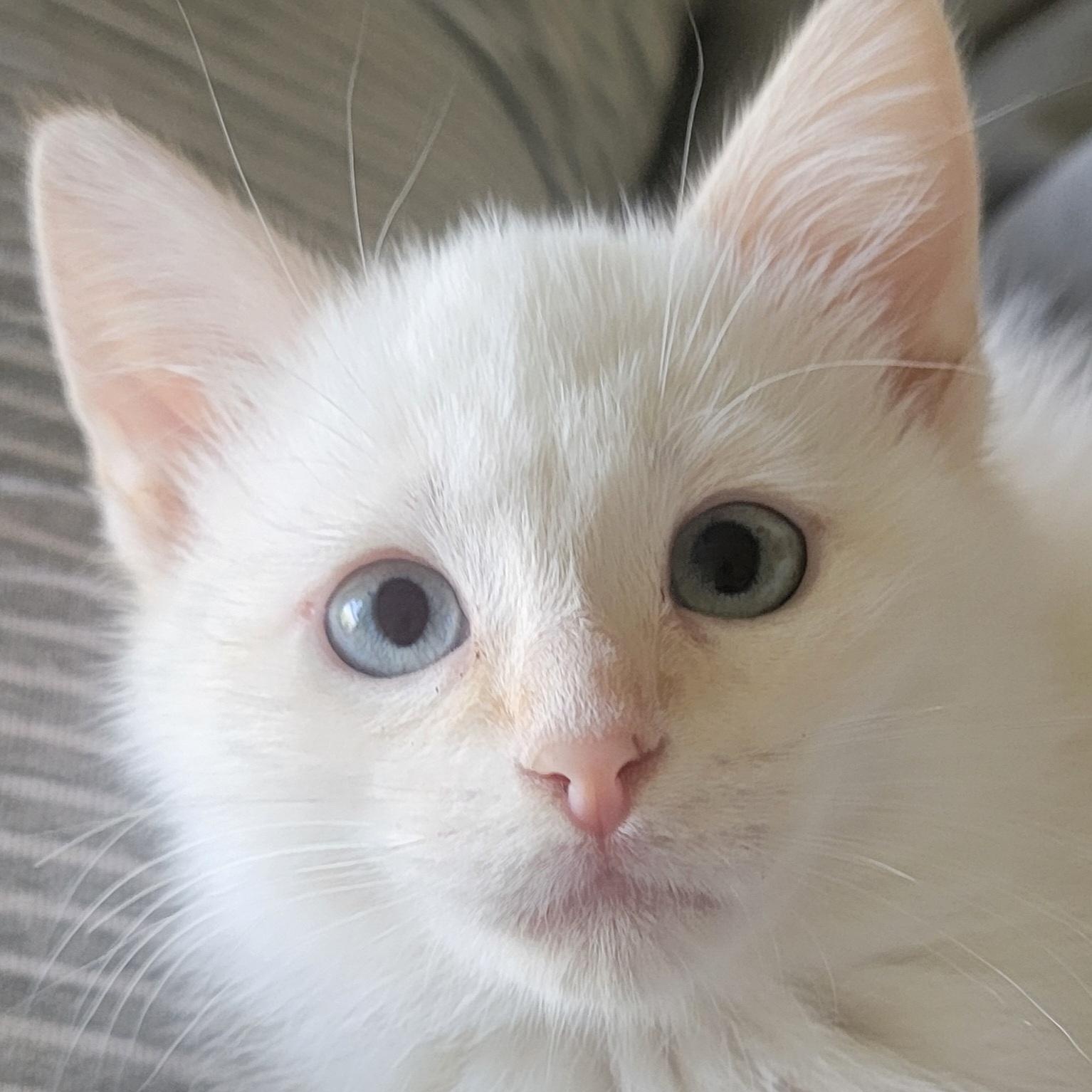 Enzo Adopted 10.16.25 2