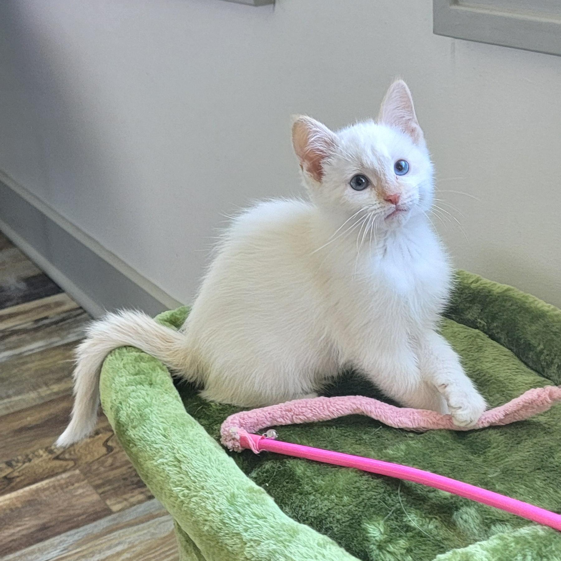 Enzo Adopted 10.16.25 4