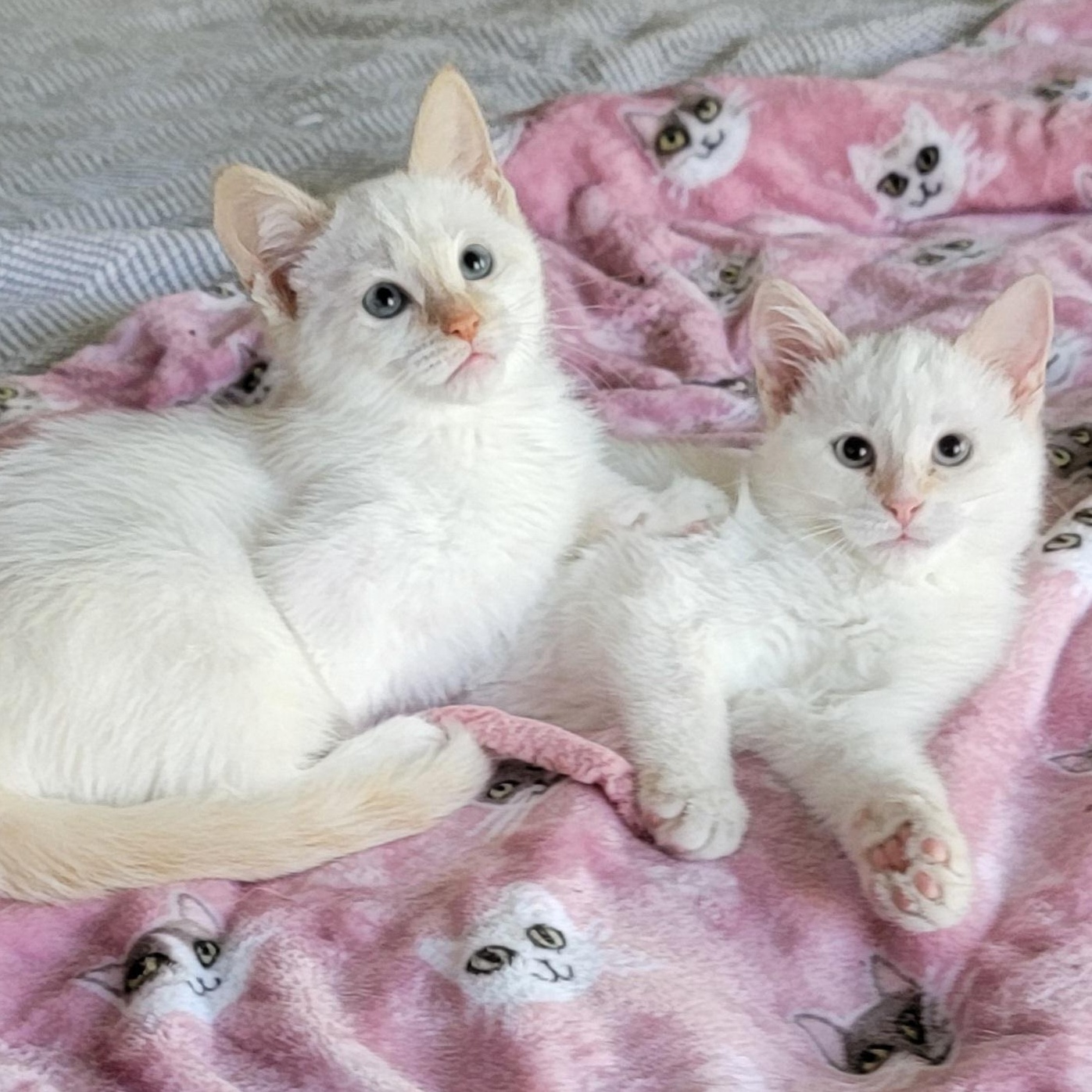 Enzo Adopted 10.16.25 6