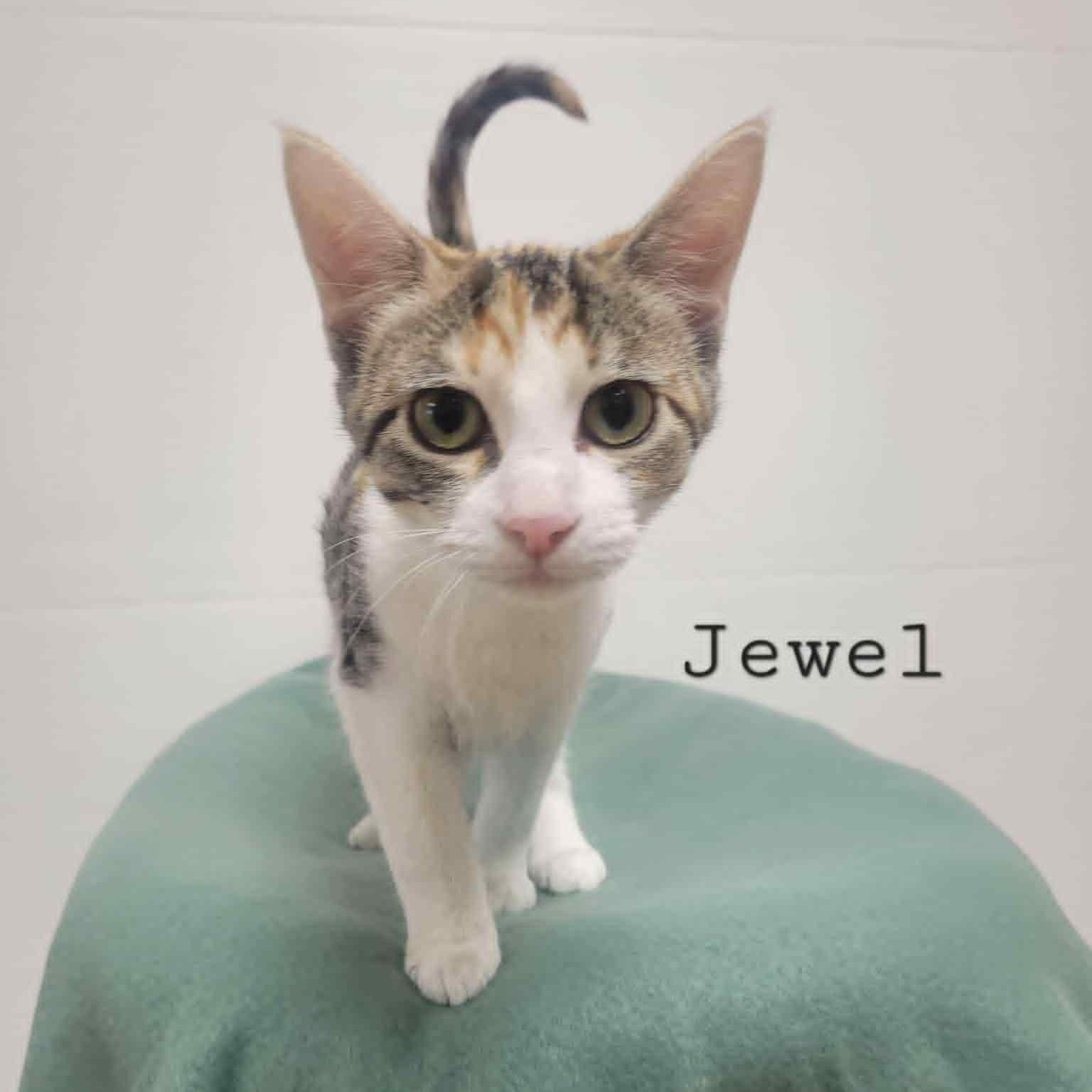 Enlarge Jewel, a Adoptable Calico in Rushville, IL image 1/1