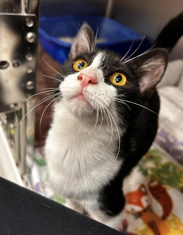 Lucy, a Adoptable Domestic Short Hair in Marietta, GA image 1/6