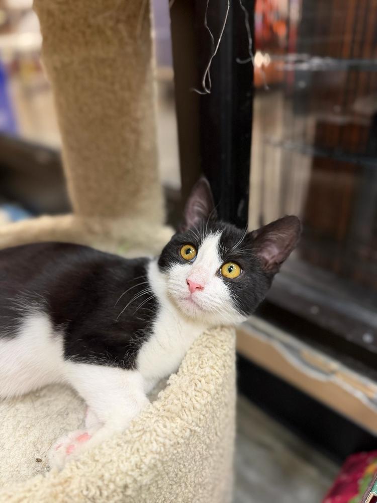 Lucy, a Adoptable Domestic Short Hair in Marietta, GA image 2/6