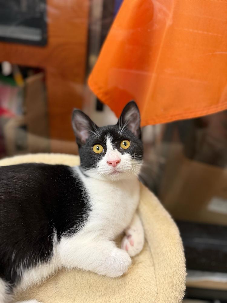 Lucy, a Adoptable Domestic Short Hair in Marietta, GA image 3/6