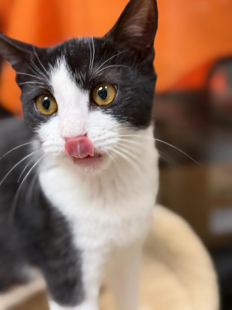 Lucy, a Adoptable Domestic Short Hair in Marietta, GA image 4/6