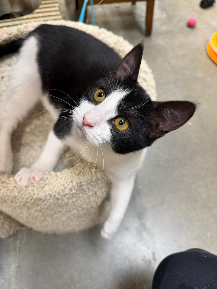 Lucy, a Adoptable Domestic Short Hair in Marietta, GA image 5/6