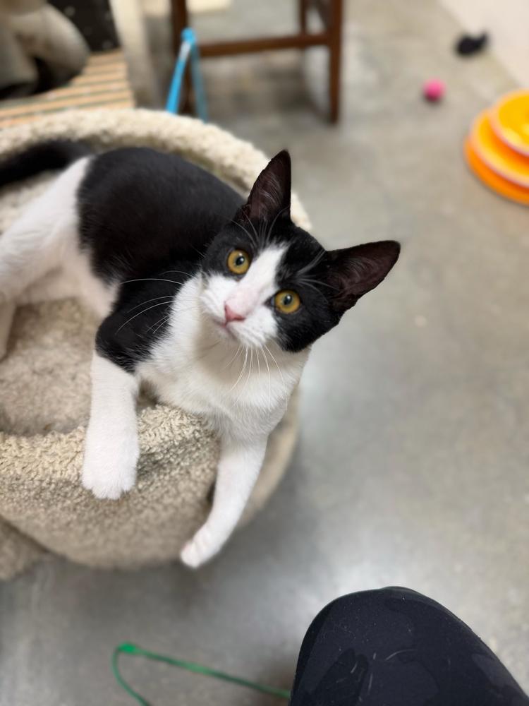 Lucy, a Adoptable Domestic Short Hair in Marietta, GA image 6/6