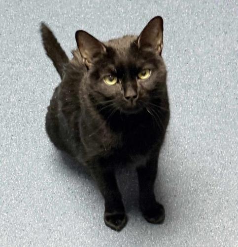 Salem, Adoptable, Adult Female Domestic Short Hair.