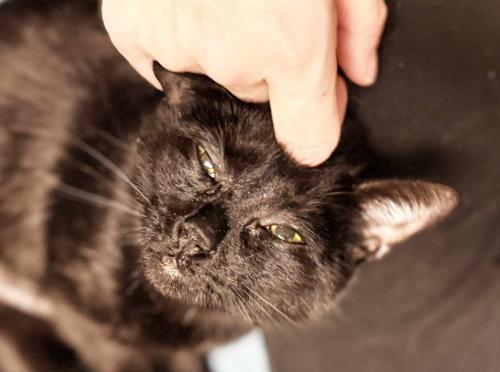 Enlarge Salem, a Adoptable Domestic Short Hair in St. Johnsbury, VT image 2/3