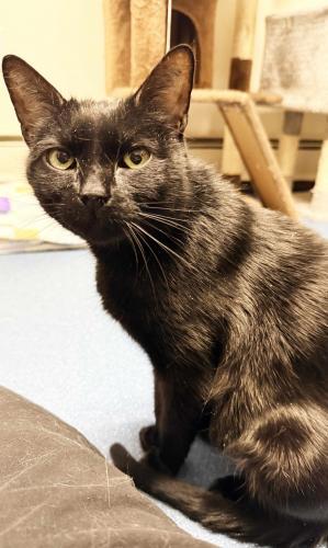 Enlarge Salem, a Adoptable Domestic Short Hair in St. Johnsbury, VT image 3/3