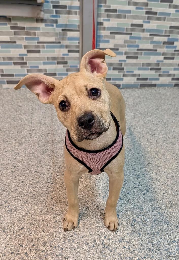 Enlarge Valkyrie, a Adoptable Pit Bull Terrier in Reno, NV image 1/5