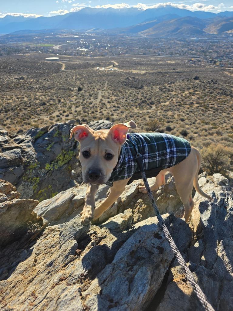 Enlarge Valkyrie, a Adoptable Pit Bull Terrier in Reno, NV image 2/5