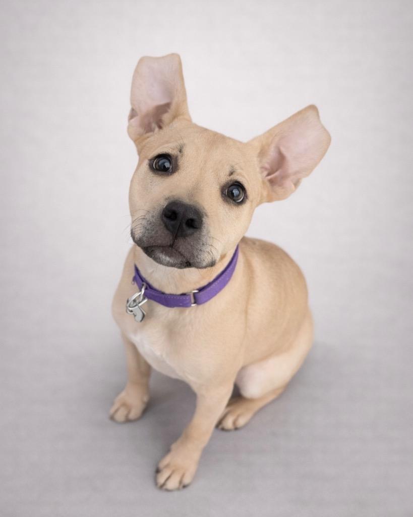 Enlarge Valkyrie, a Adoptable Pit Bull Terrier in Reno, NV image 2/6