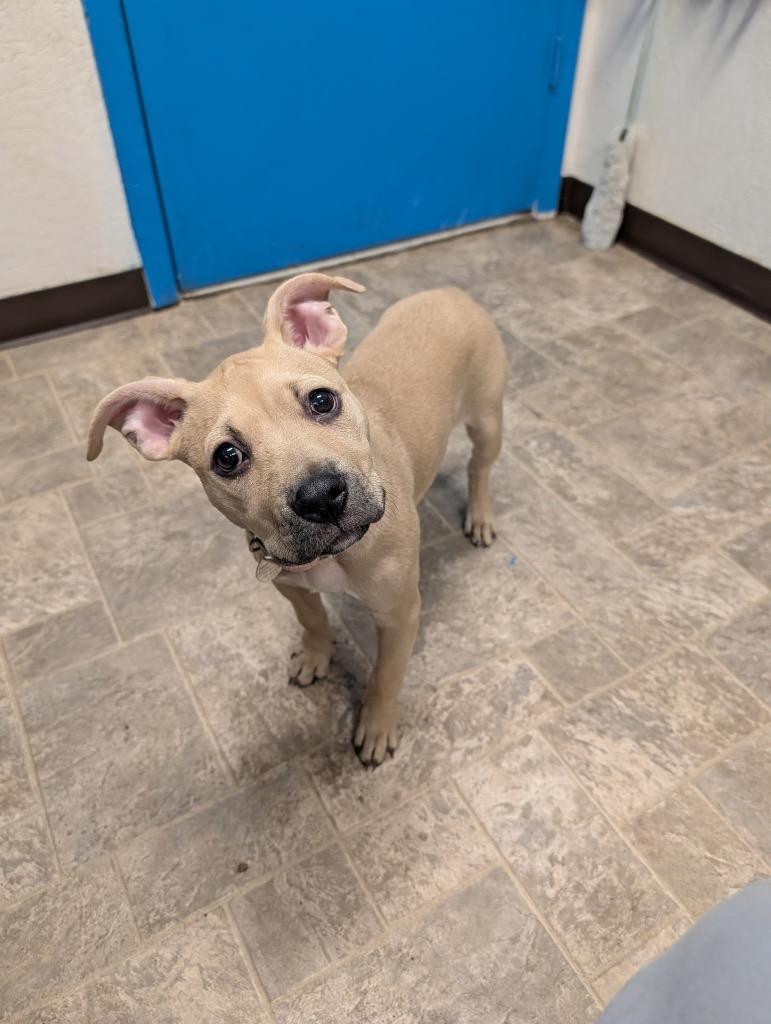 Enlarge Valkyrie, a Adoptable Pit Bull Terrier in Reno, NV image 3/6