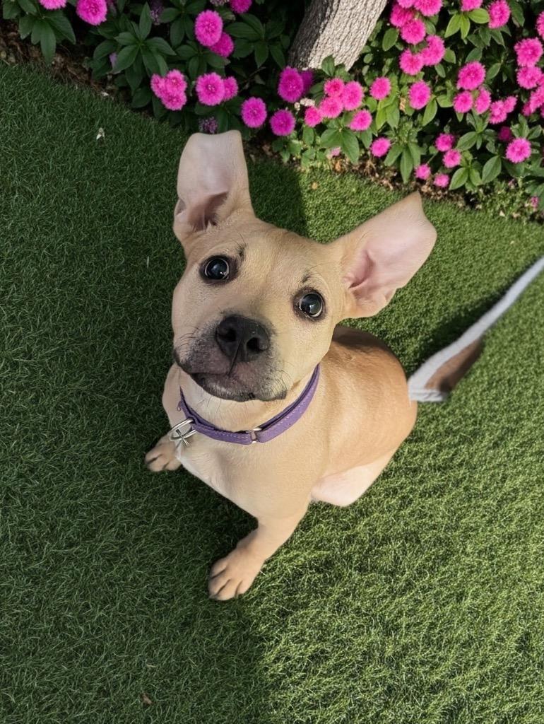 Enlarge Valkyrie, a Adoptable Pit Bull Terrier in Reno, NV image 4/6