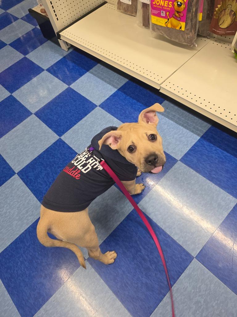 Valkyrie, a Adoptable Pit Bull Terrier in Reno, NV image 3/4