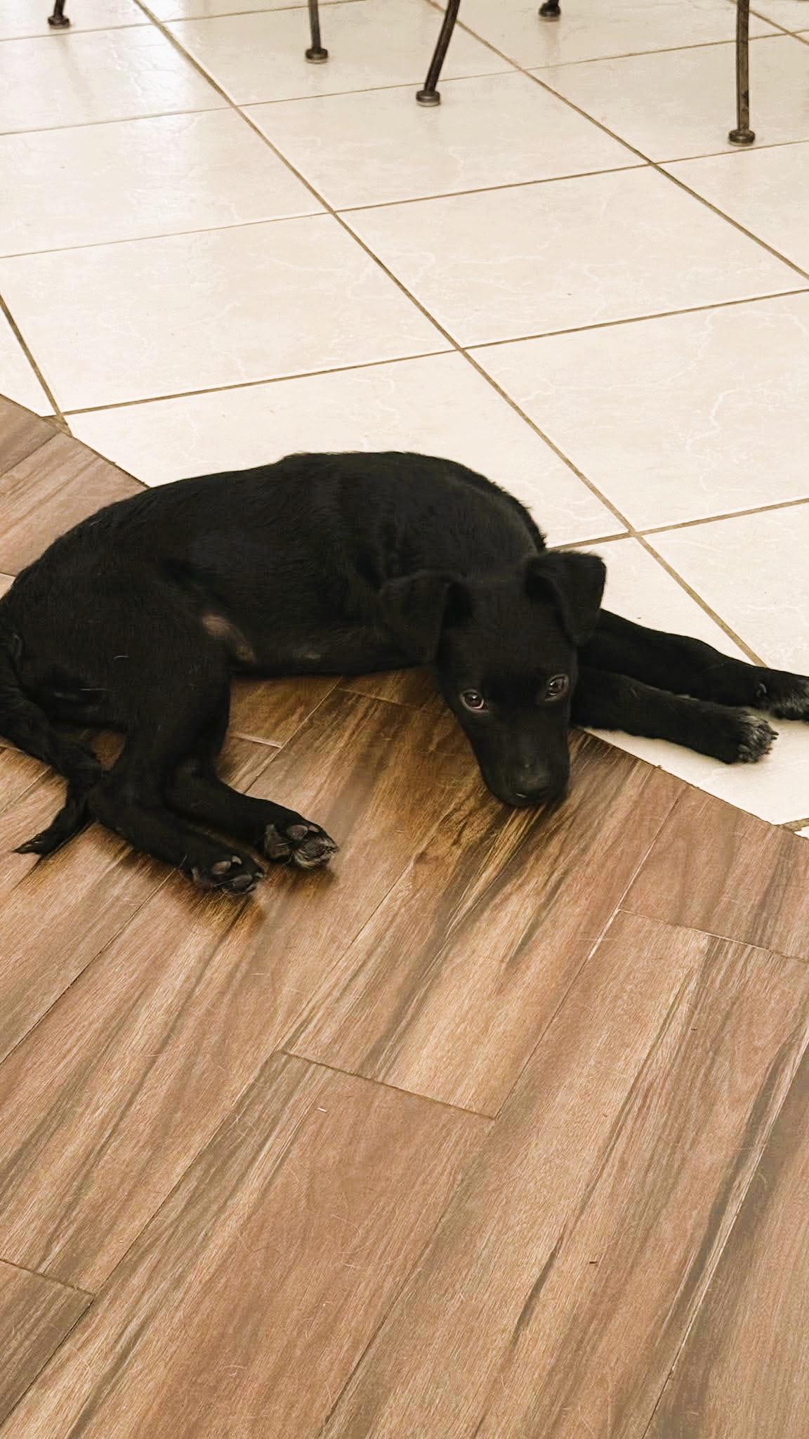 Aldi, adoptable, Puppy Male Retriever.