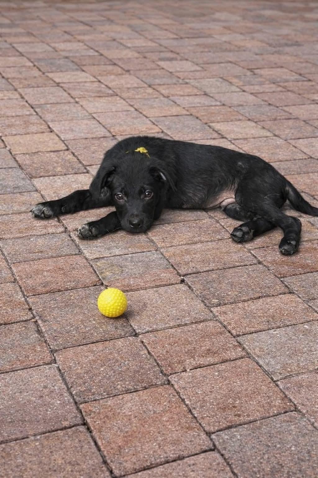 Aldi, an adoptable mixed breed in Orlando, FL image 1/2