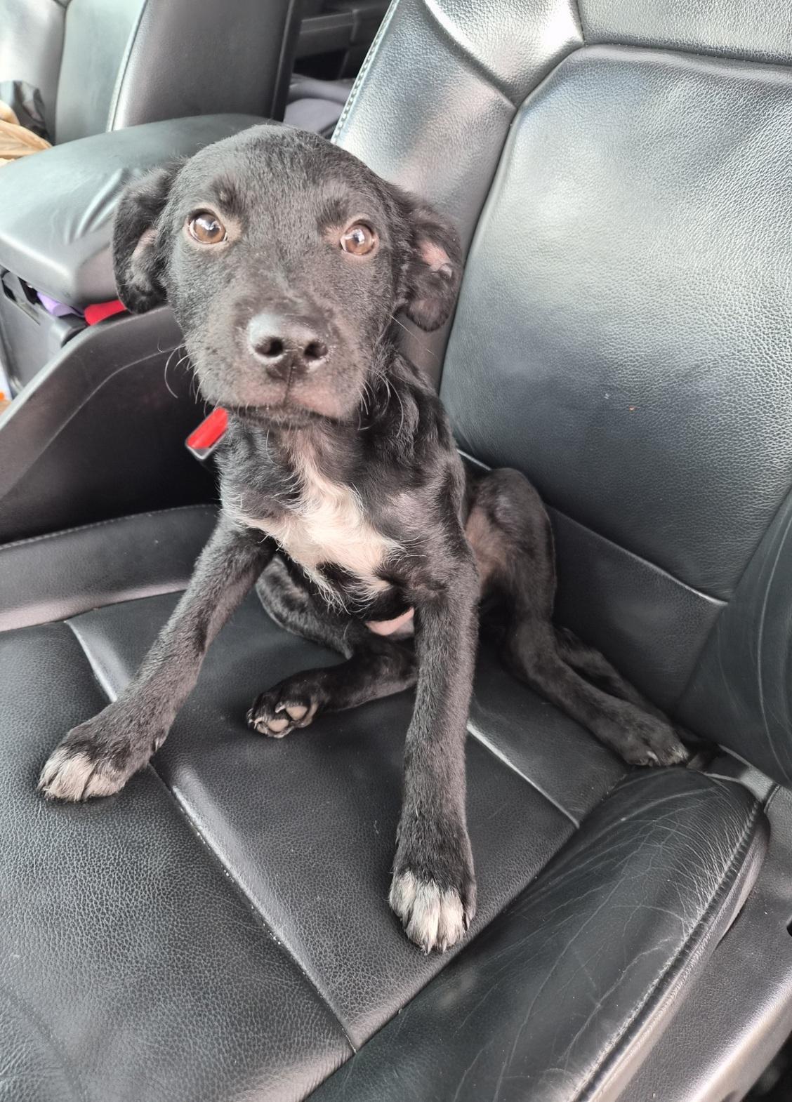 Aldi, adoptable, Puppy Male Retriever.