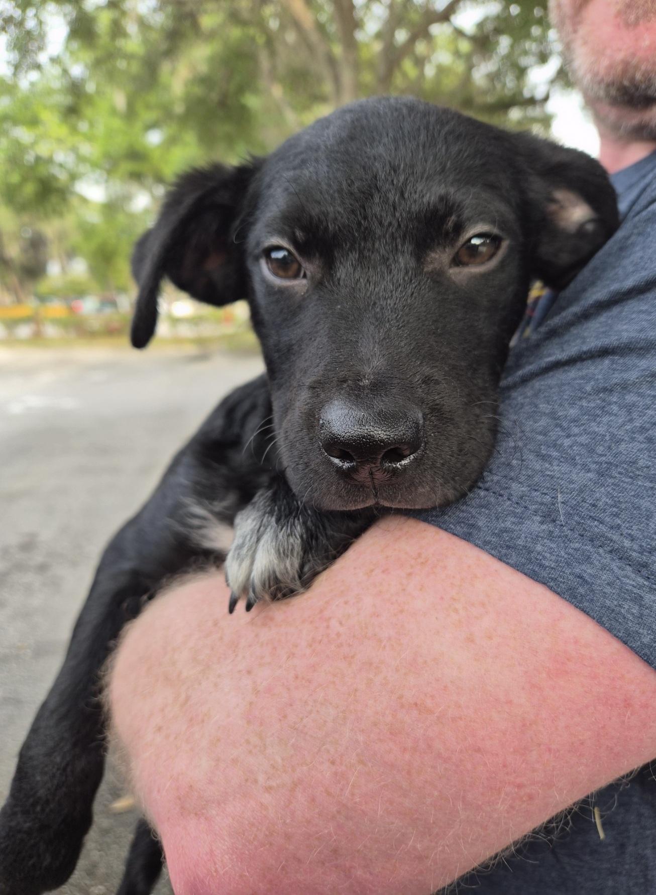 Aldi, an adoptable mixed breed in Orlando, FL image 2/6