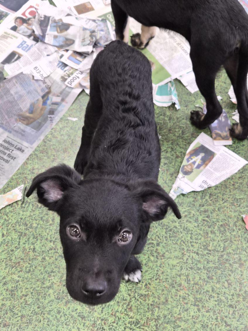 Aldi, an adoptable mixed breed in Orlando, FL image 4/6