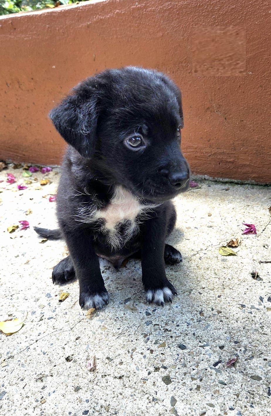 Aldi, an adoptable mixed breed in Orlando, FL image 2/2