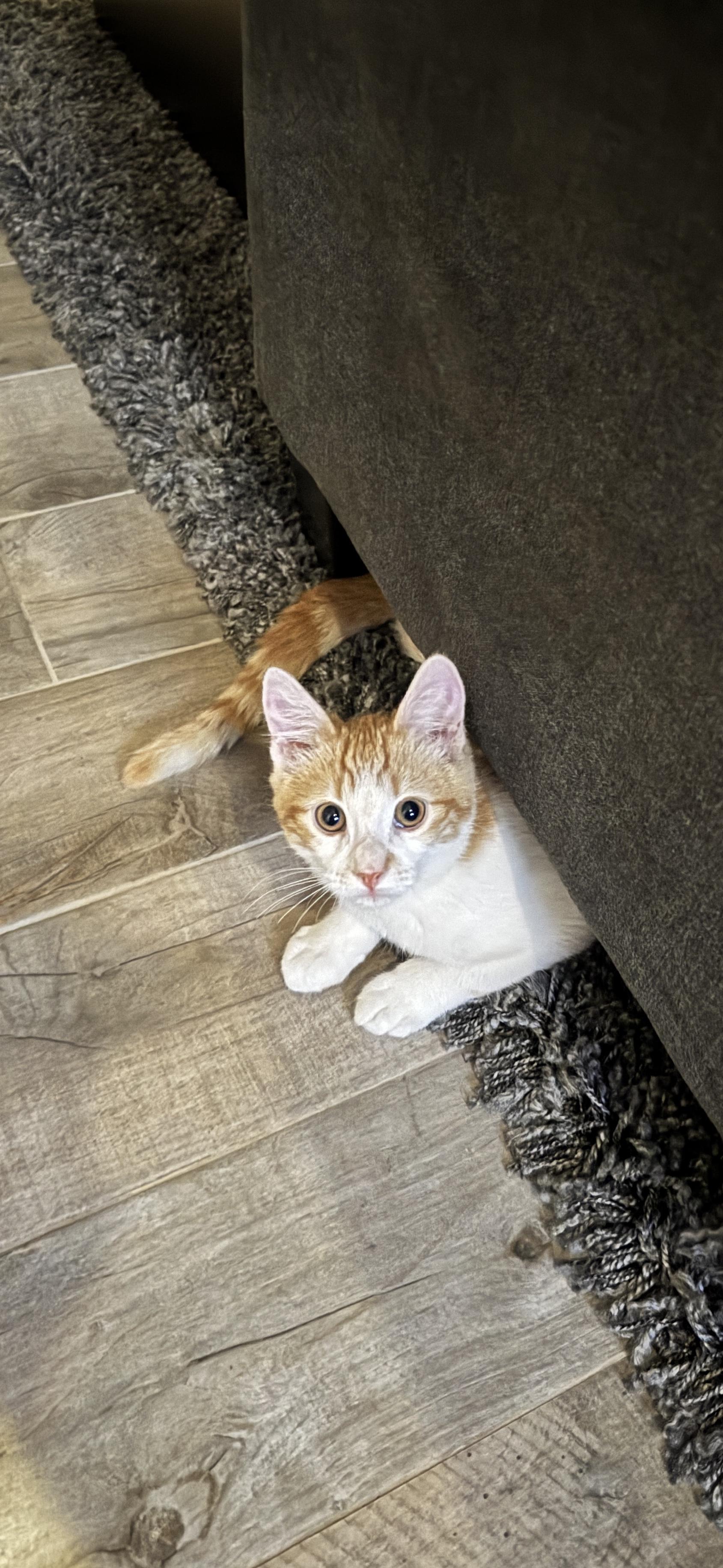 Declan, a Adopted Domestic Short Hair in Helendale, CA image 1/3