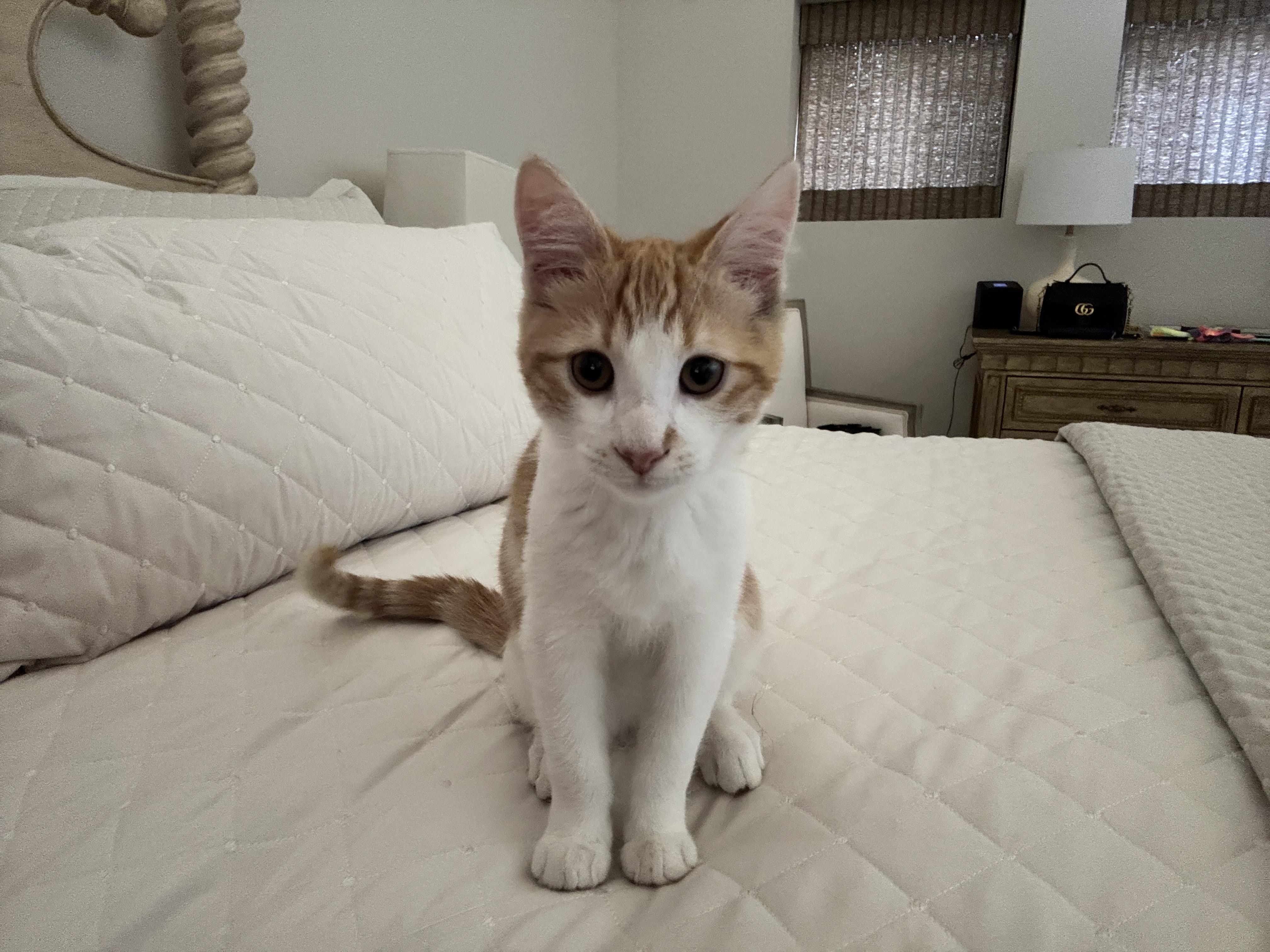 Declan, a Adopted Domestic Short Hair in Helendale, CA image 2/3