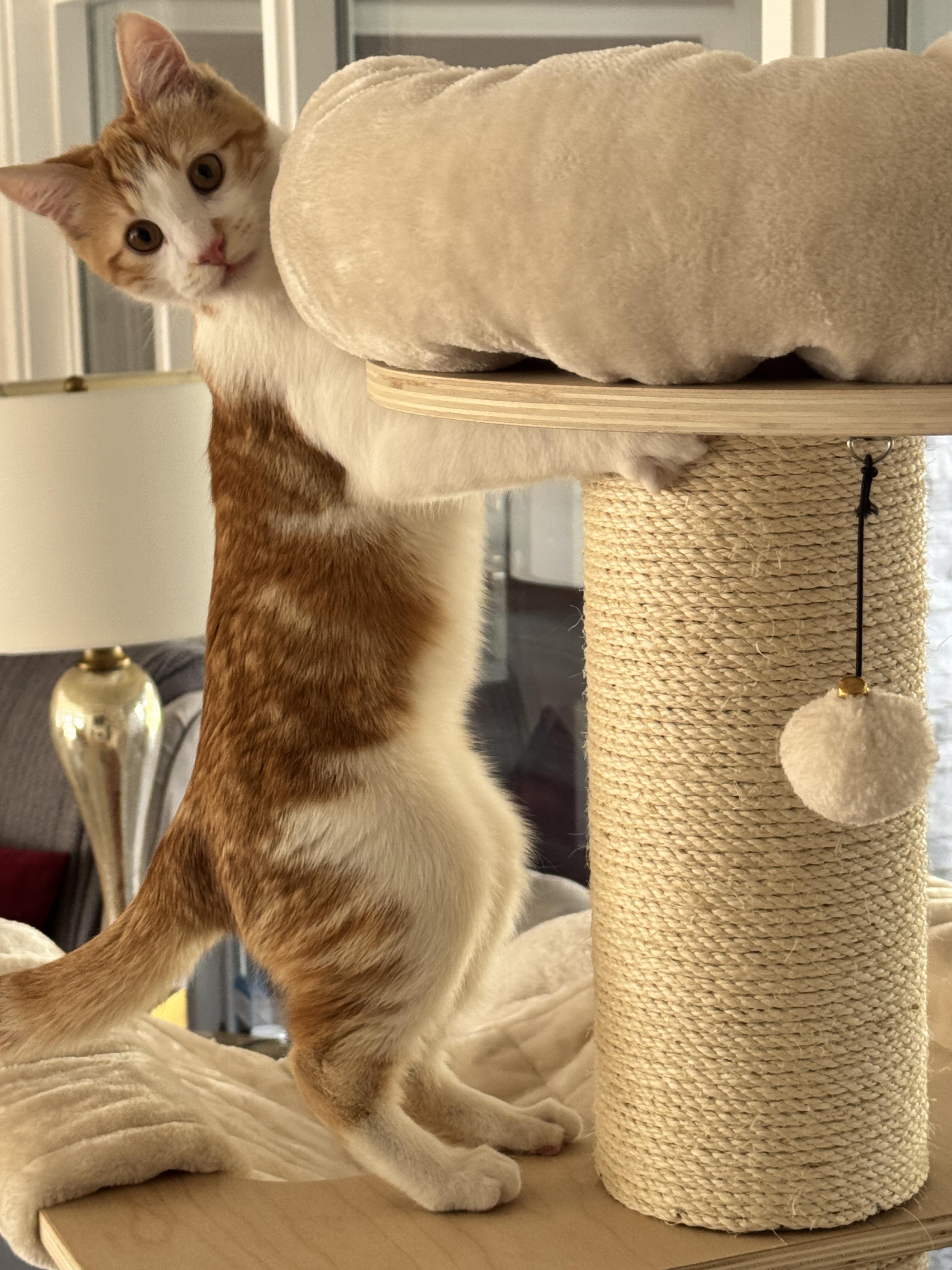 Declan, a Adopted Domestic Short Hair in Helendale, CA image 3/3